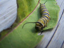 One Hungry Caterpillar 3