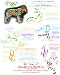 Canine Anatomy