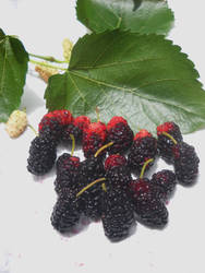 Mulberries 1