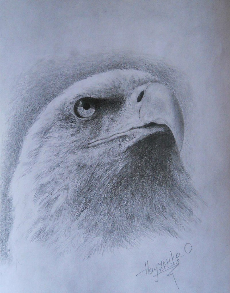 American Bald Eagle