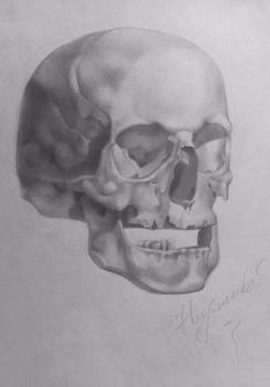 Pencil skull by NaumenkoO