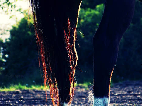 horse tail