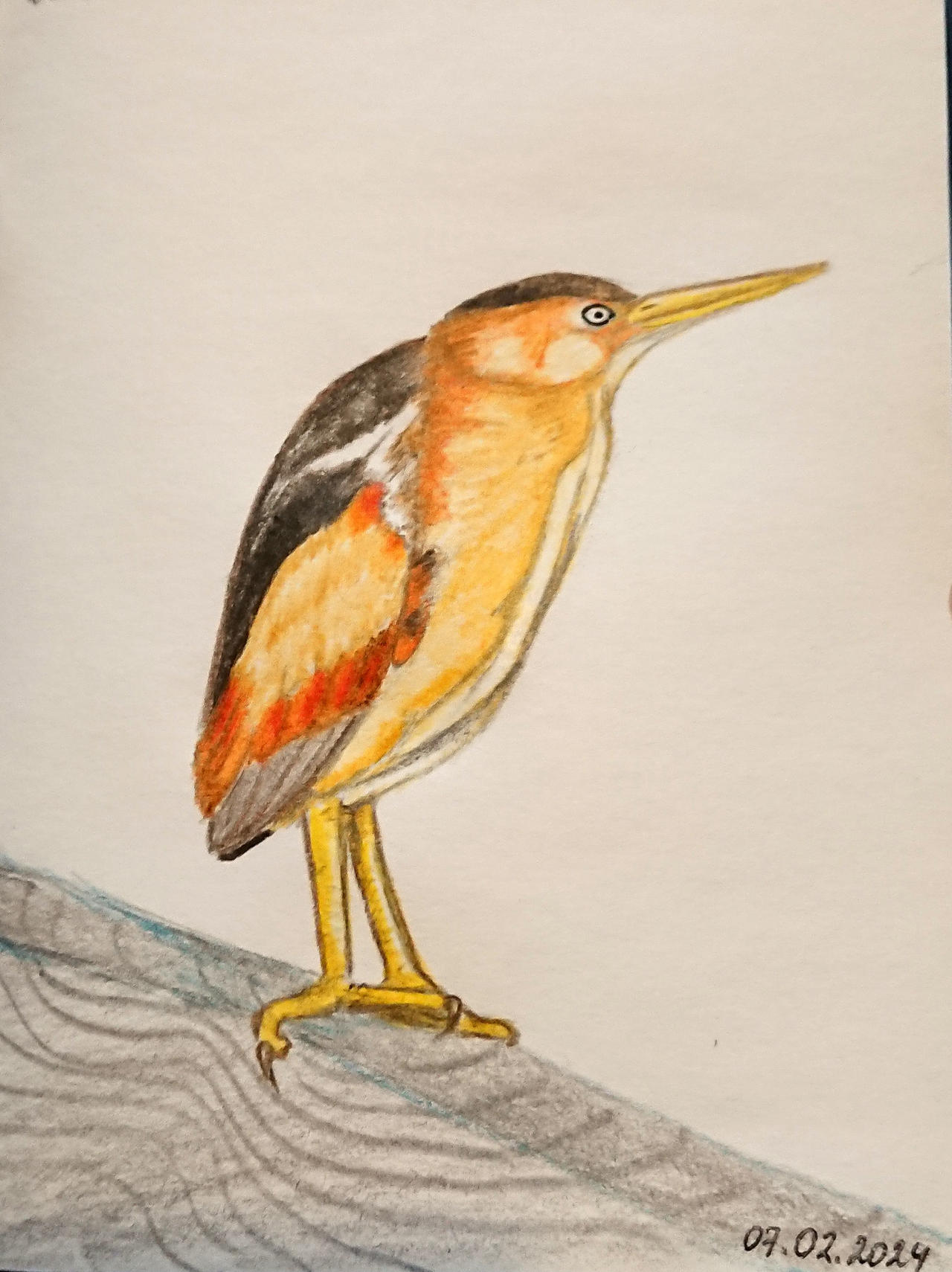 Bittern Draw Least Bittern by Agvekinot on DeviantArt