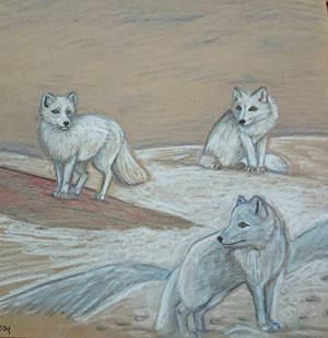 Arctic Foxes