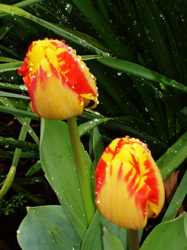 Raindrop Tulips
