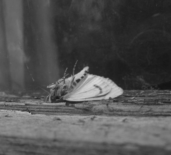 Death On The Sill... by Somnium-Draco on DeviantArt