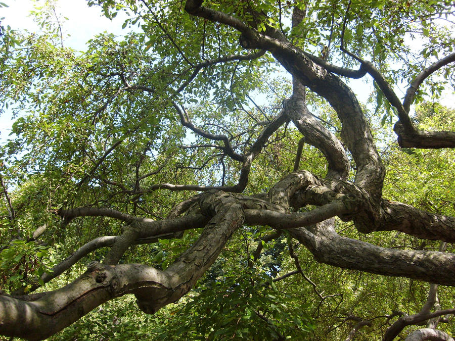 Twisting Branches