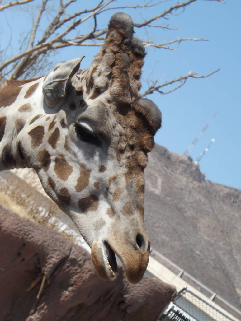 Reticulated Giraffe and Rothschild Giraffe(Hybrid) by Deede25 on DeviantArt