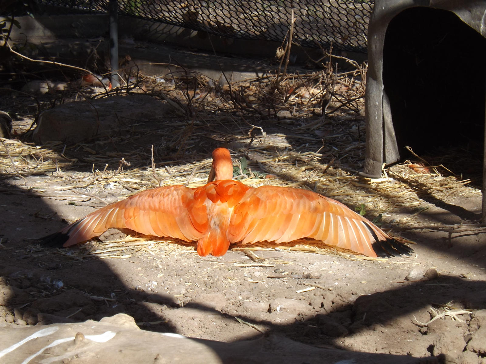 Scarlet Ibis