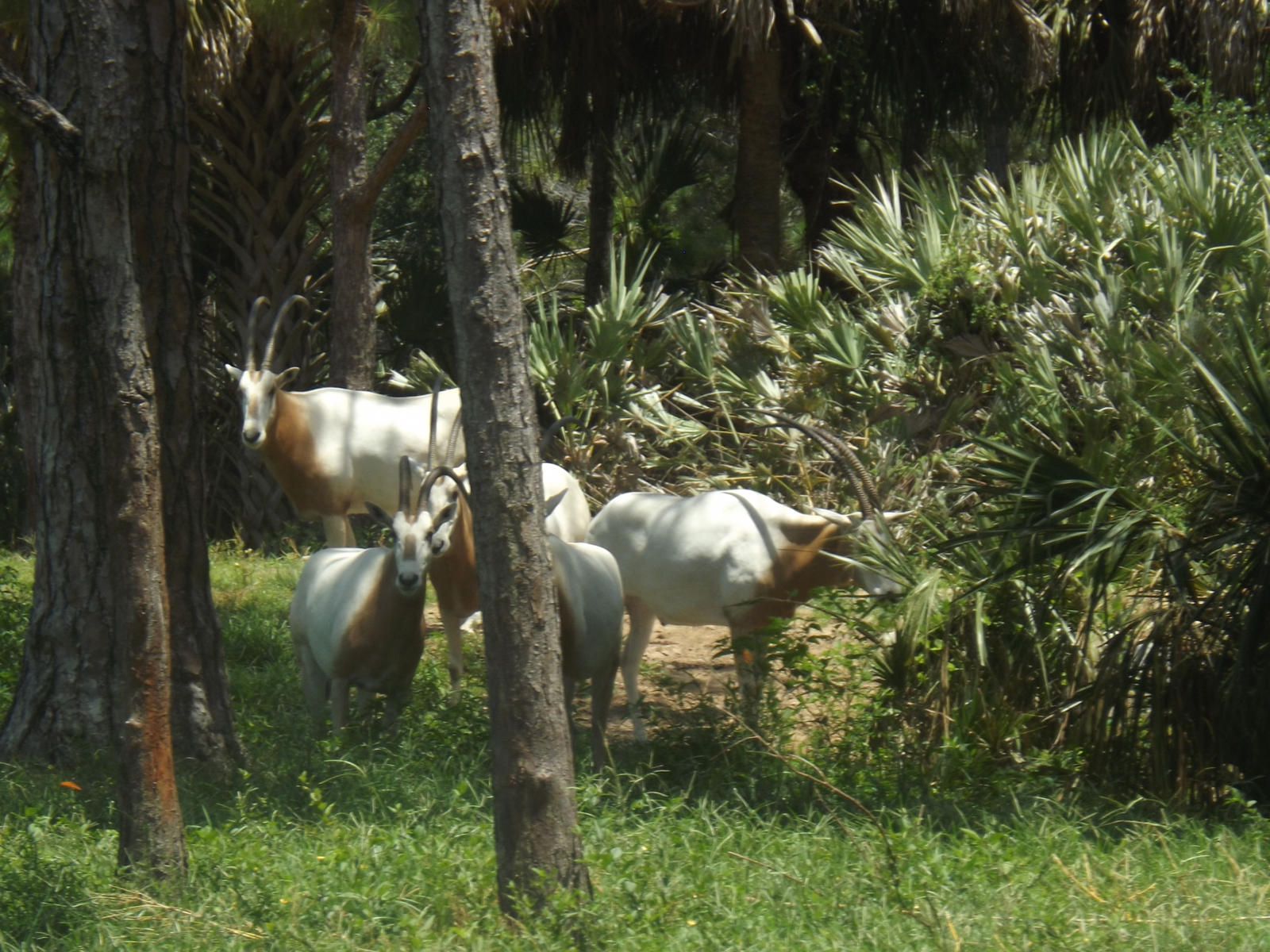 Scimitar-horned Oryx