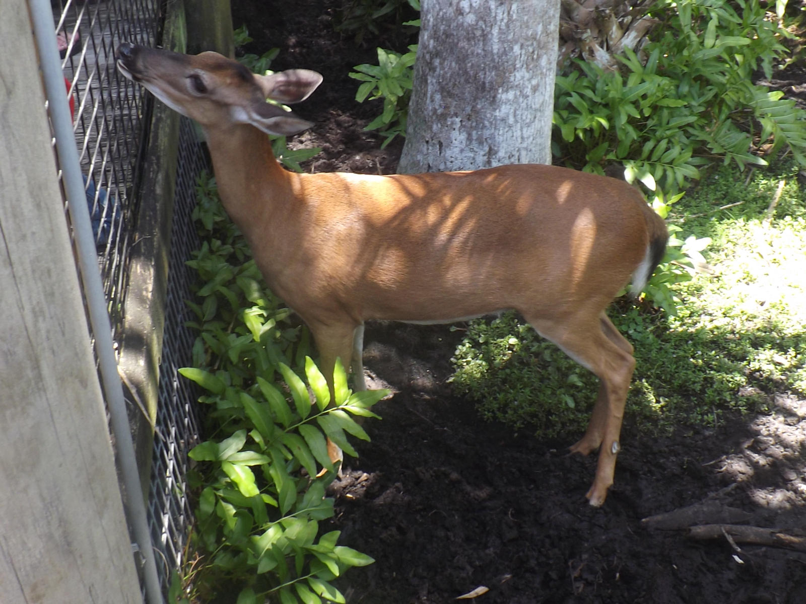 Whitetail Deer