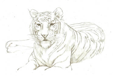 TIGER - Hand - Drawn by Yours Truly.