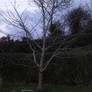 The Lonely Tree