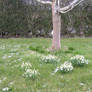 The Lonely Tree in Daylight