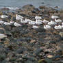 Seagulls on the Stones