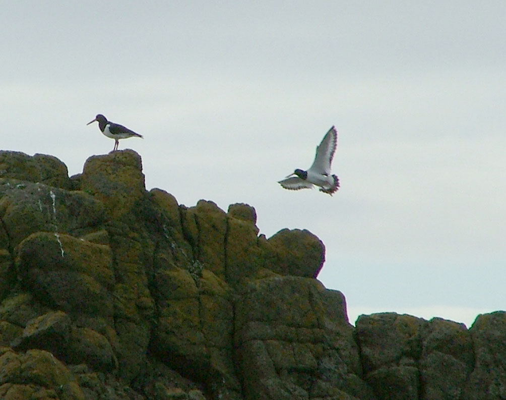 Birds on the Stones