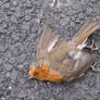 Little Dead Robin