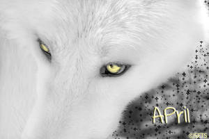 April, The Ivory Wolf