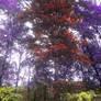 forest-wallpaper10618