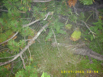 Spider web