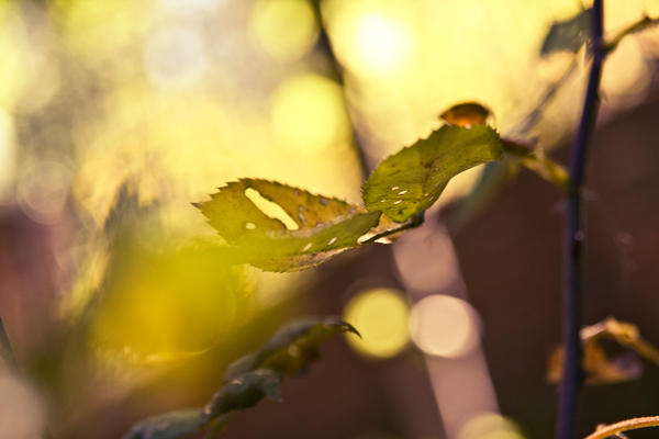 Subtle Views A subtle glance by SidV86 on DeviantArt
