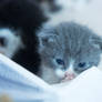 Pondering Kitten