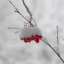 Sorbus aucuparia