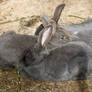 Stock image Rabbits