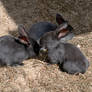 Stock image Baby Bunnies