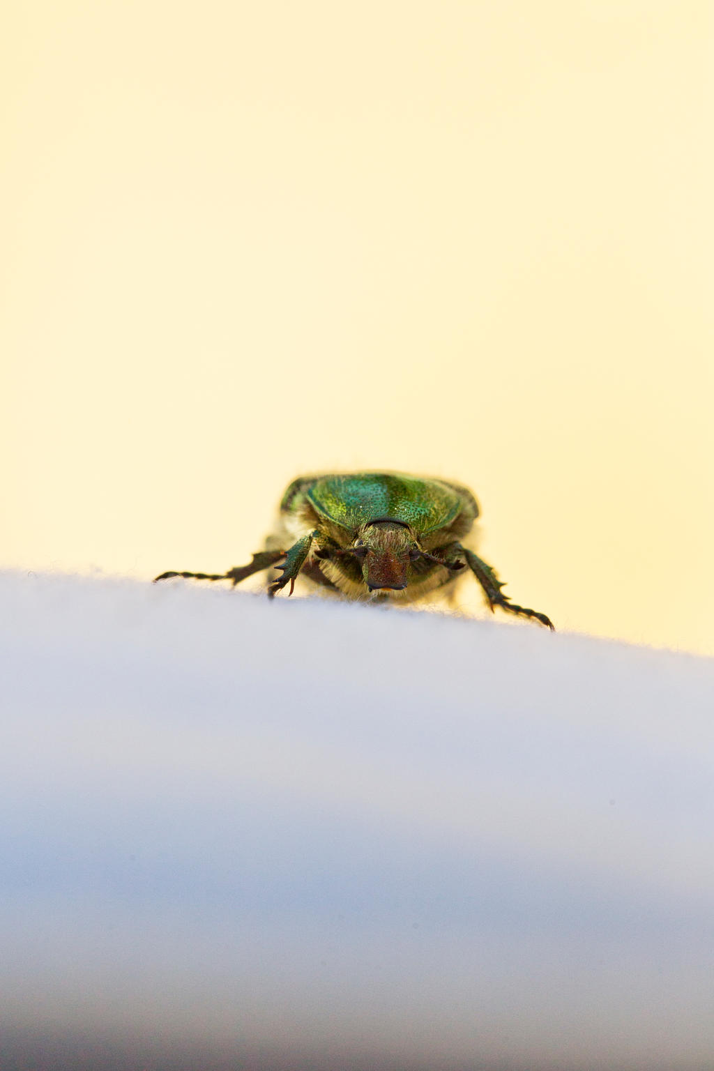 Bug Animation Pose Bug pose 1 by AneurysmGuy on DeviantArt