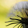 Dandelion Hair