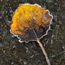 Leaf 1
