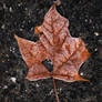 Leaf 2