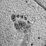 Foot