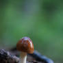 First Mushroom 2026