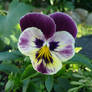 Viola tricolor