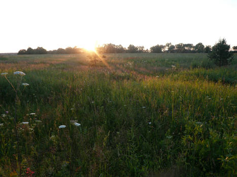 Field. The setting sun.