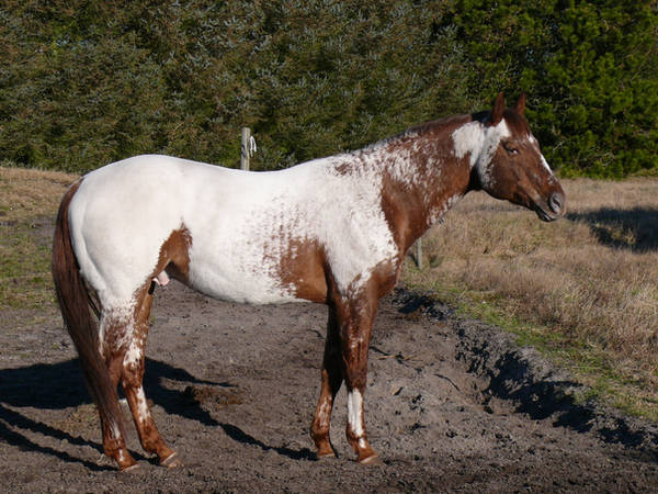 Appaloosa Stallion by Logaine
