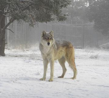 Lycea in the Snow