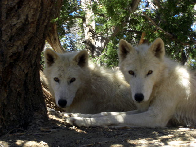 Staring Brothers o_0