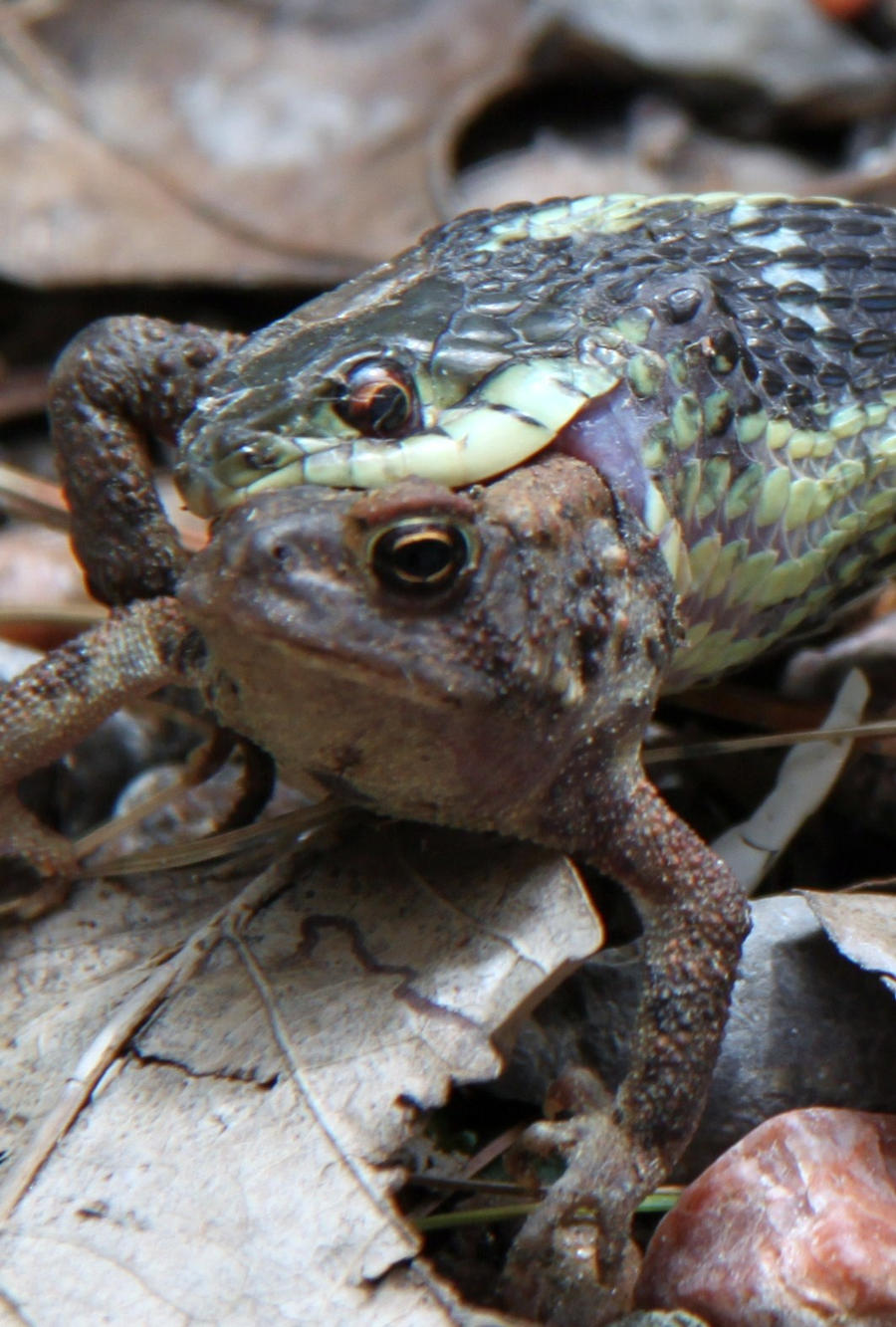 Garter Snake eating frog by sarahsarah1997 on DeviantArt