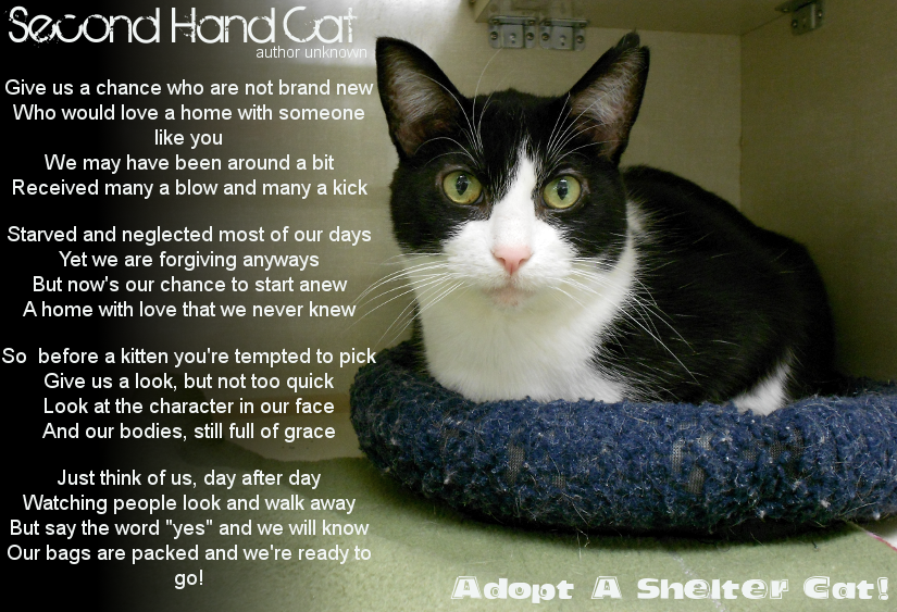 Second hand online cat tree