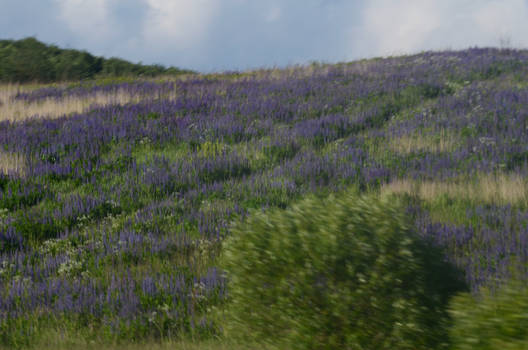 Lupines