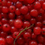 Red currant