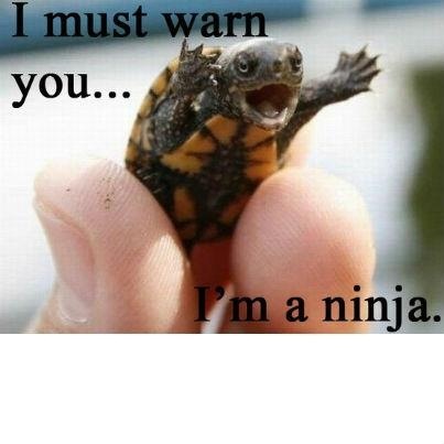 Turtle ninja