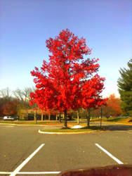 Red Beauty