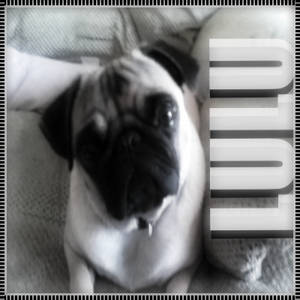 My pug