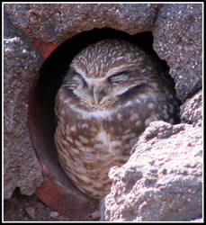 Owls that live in holes
