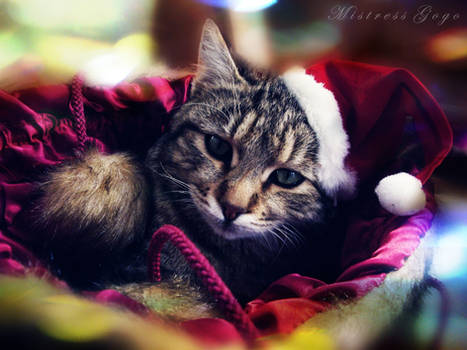 Cat-mas Miracle