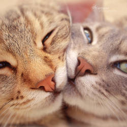 lovely noses